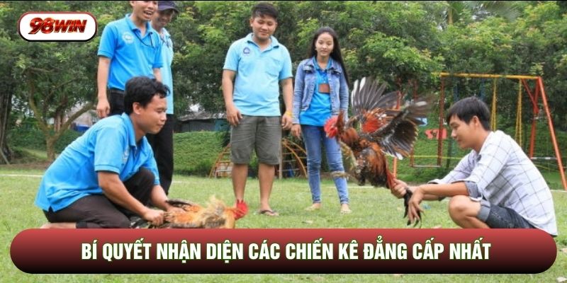 Bí quyết nhận diện các chiến kê đẳng cấp nhất